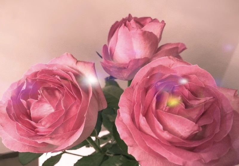 ピンクのバラの花言葉 福岡で最高級の美容鍼灸 サロン ド ハリアージュ Salon De Hariarge 博多駅